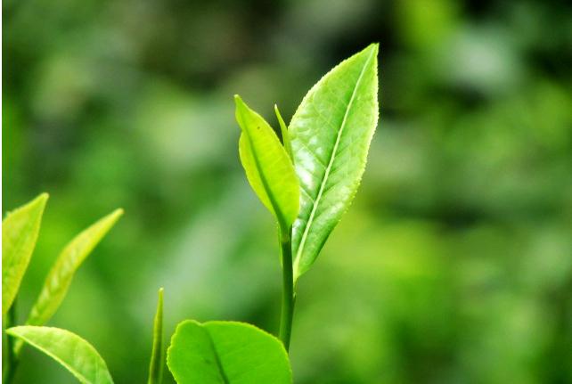 白沙绿茶如何发展成为今天这类茶的呢