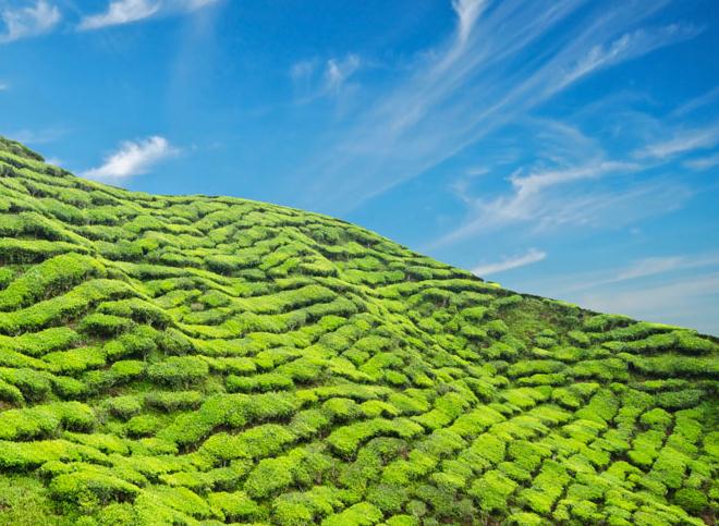 福建绿茶分类福建各种绿茶的特点介绍