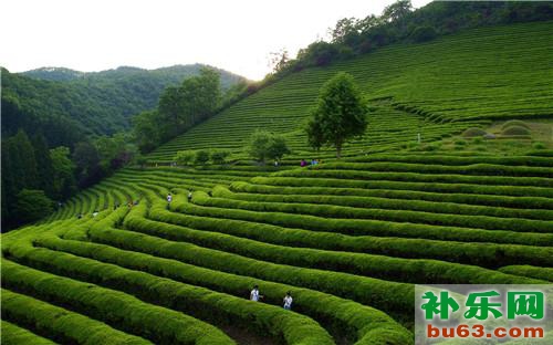 绿茶有哪些绿茶的种类