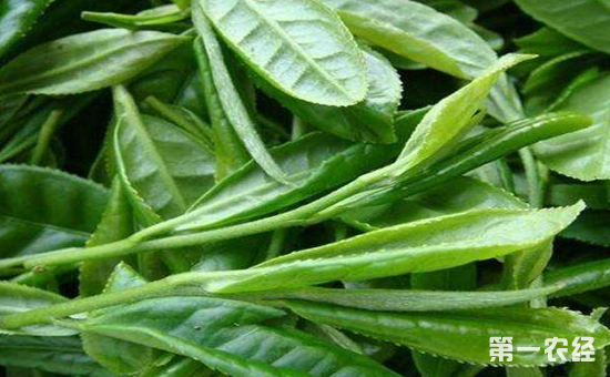 采摘大悟绿茶有何要求？大悟绿茶的鲜叶有何标准？