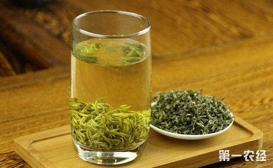 白茶好还是绿茶好？白茶和绿茶哪种比较好喝？