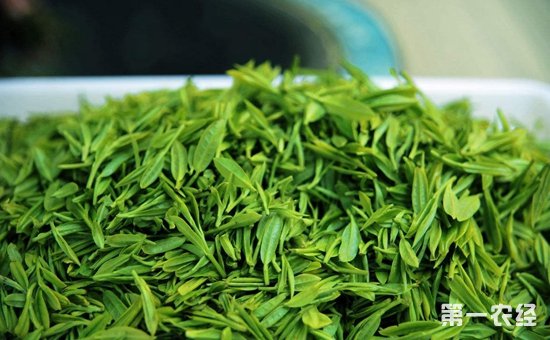 白茶好还是绿茶好？白茶和绿茶哪种比较好喝？