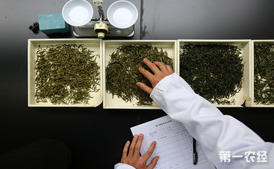 宁波：茶叶农残问题仍然突出1批次绿茶蒽醌含量超标