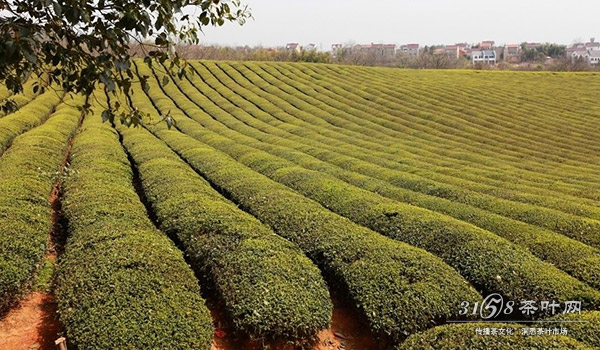 好喝的绿茶有哪些品种这些鲜为人知的绿茶