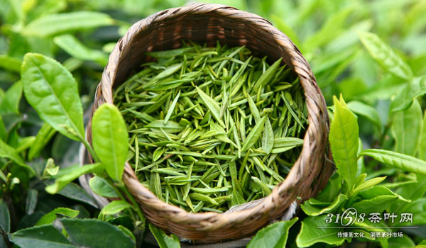绿茶的种类有哪些种类繁多注意选购