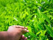 喝绿茶真的会影响降压药药效吗？