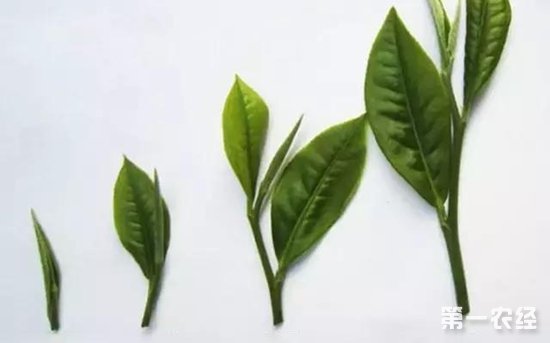 崂山绿茶（卷曲绿茶和扁形绿茶）采摘要求