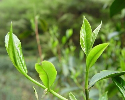 什么绿茶能减肥呢？绿茶减肥效果如何？