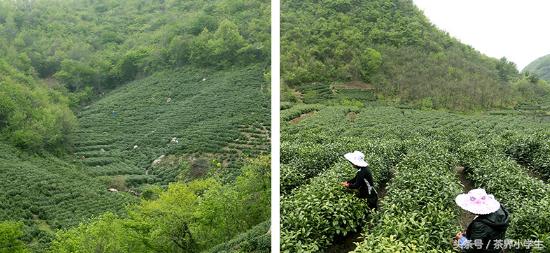 绿茶产地（9）——河南名优绿茶
