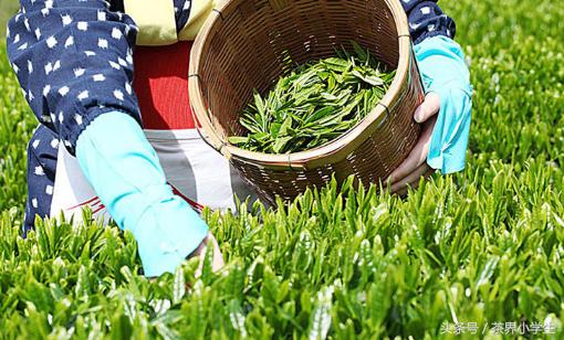绿茶产地（5）——湖南名优绿茶