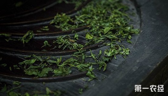 绿茶是如何制作的呢？绿茶制作全过程
