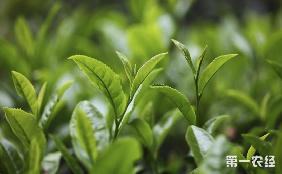 天香岩绿茶有什么功效作用？