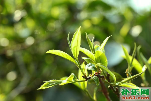 婺源绿茶|婺源县走生态有机之路振兴绿茶产业