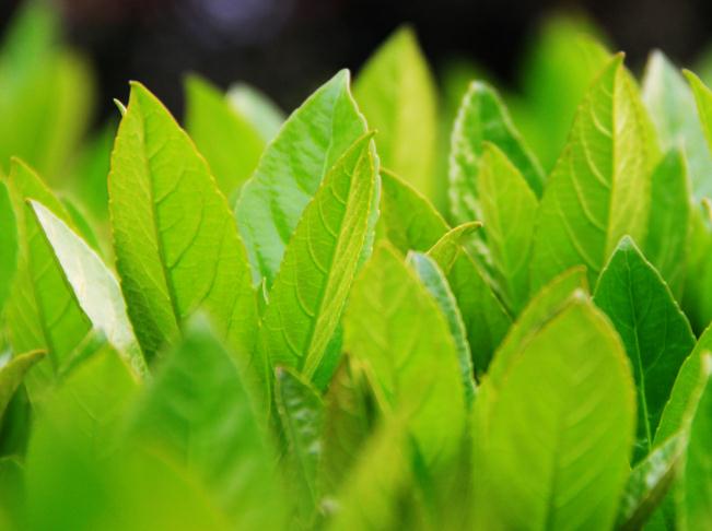 多喝绿茶消食绿茶的功效及其相关特点