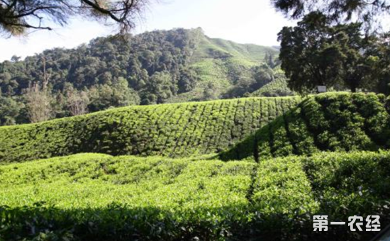 屯溪绿茶产自哪里？屯溪绿茶生长环境如何？