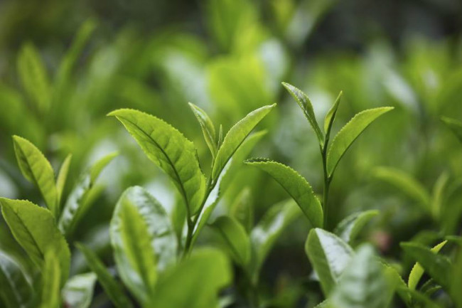 天山绿茶的功效与作用有哪些