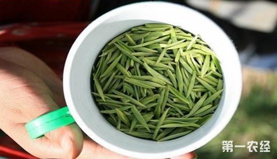 宝顶绿茶如何选购？宝顶绿茶的鉴别方法
