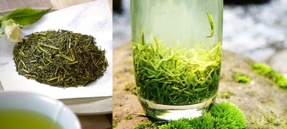 绿茶和菊花能一起泡吗可以，但不能过量喝