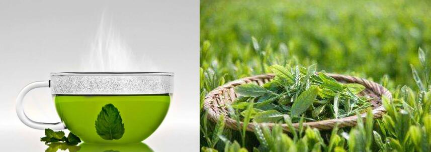 绿茶和菊花能一起泡吗可以，但不能过量喝
