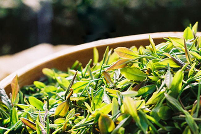 解读崂山绿茶的功效作用以及营养价值
