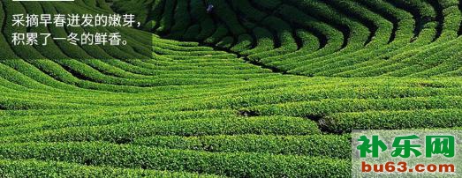 绿茶产地（4）——江西名优绿茶