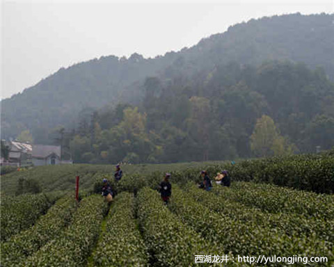 中国十大绿茶产地及特征介绍