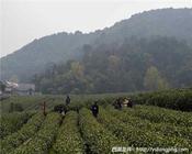 中国十大绿茶产地及特征介绍