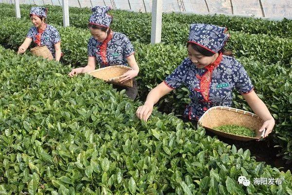 「海阳发展」“海阳绿茶”获地理标志证明商标
