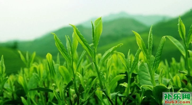 海阳绿茶:中国最北的茶区之一！地理条件造就独特口感