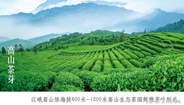 绿茶产地（7）——四川名优绿茶