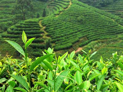 中国茶叶绿茶种类有哪些