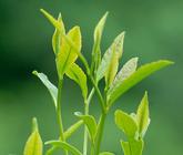 绿茶的起源种类以及不为人知的一些特点