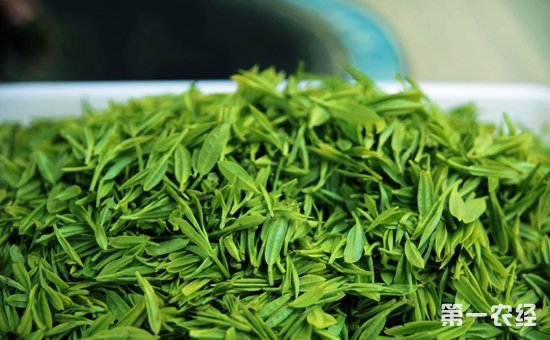 绿茶有什么功效呢？喝绿茶有什么禁忌？
