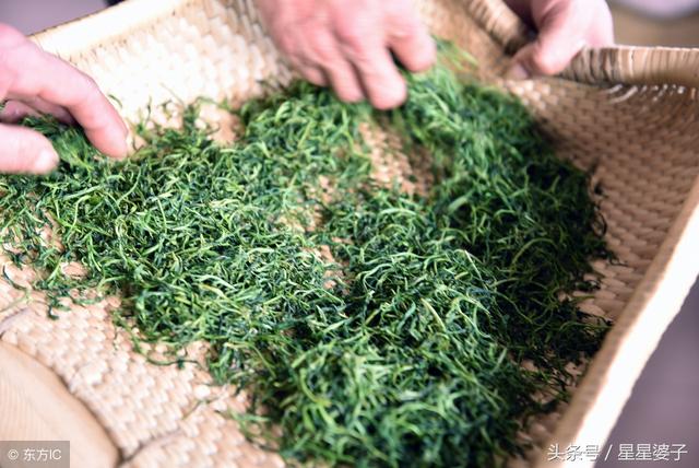 如何快速鉴别优质绿茶和劣质绿茶