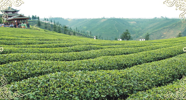 四川省名山县：发展茶叶特色产业全力打造中国绿茶第一县