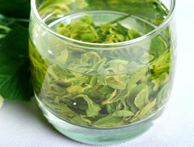 崂山绿茶的功效与作用崂山绿茶的好处