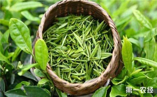 喝了这么久的绿茶，你知道它的起源吗