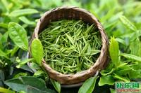 浅析绿茶茶叶变质的原因