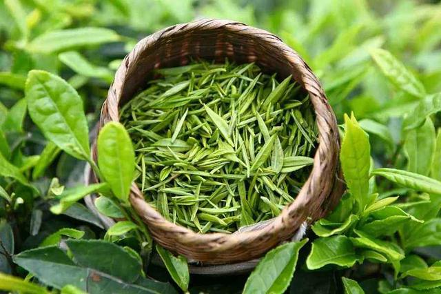 茶道茶文化解析——绿茶