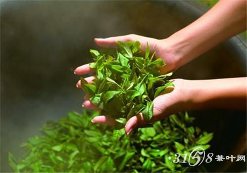 蒸青绿茶的古老技法简介