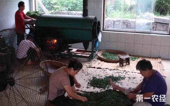 崂山绿茶如何炒制？崂山绿茶的采摘制作工艺