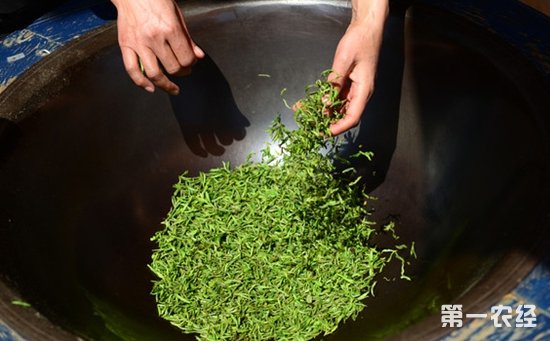 手工绿茶制作工艺与过程详解