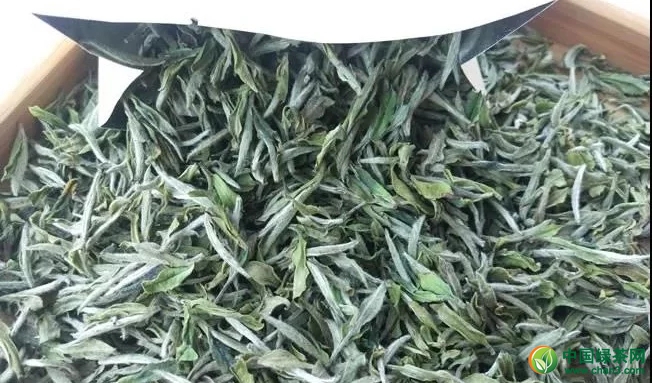绿茶的存放时间是多久，一般可以存放多久？