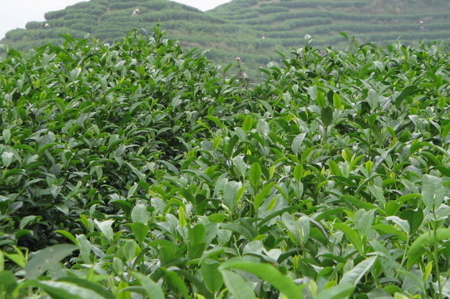 屯绿是什么茶屯绿茶的产地及历史介绍
