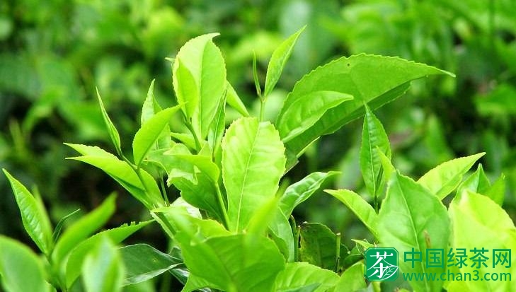 中国常见的绿茶品种有哪些？了解下
