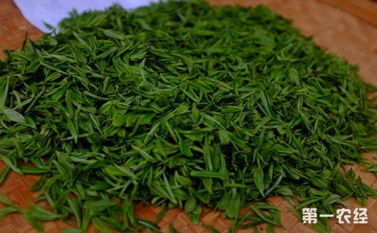 绿茶的保质期一般有多久？绿茶要怎么储存？