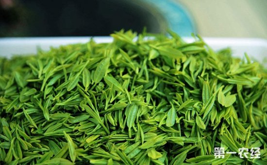 绿茶的保质期一般有多久？绿茶要怎么储存？