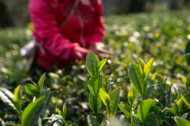绿茶也有这么多分类，您知道吗？