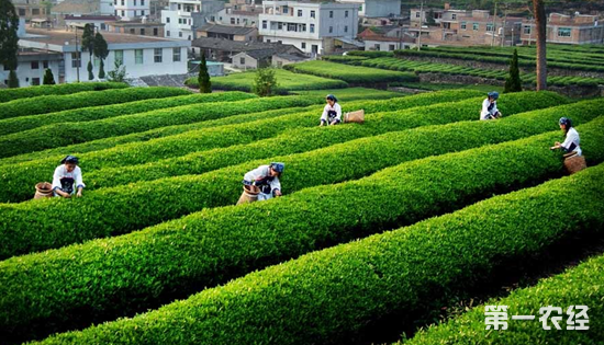 安溪茶“走出去”：打造茶叶品牌培养专业人才