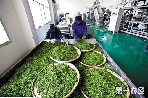 湖北宜昌：茶叶加工厂1106家年产亿元茶企14家